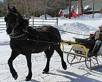 bred-back-friesian-horse