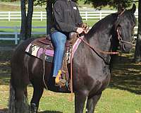 broodmare-friesian-horse