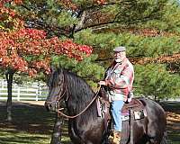 diva-friesian-horse