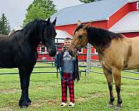 draft-friesian-horse