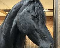 draught-friesian-horse