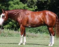 flashy-quarter-horse