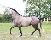 all-around-andalusian-horse