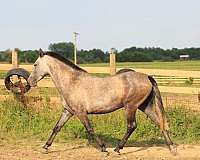 athletic-andalusian-horse