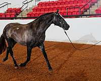 beginner-andalusian-horse