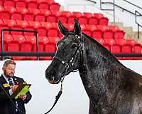 breeding-andalusian-horse