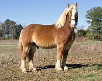 stud-belgian-horse