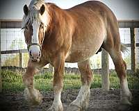 classical-belgian-horse