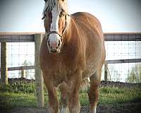 cutting-prospect-belgian-horse