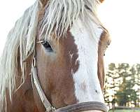 double-dilute-belgian-horse