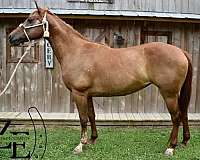 quarter-horse-mare