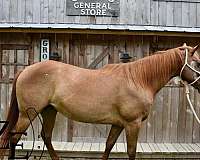 quarter-horse-for-sale