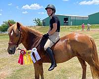 athletic-haflinger-pony