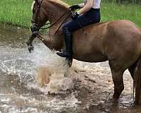 barrel-haflinger-pony