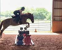 jumper-haflinger-pony