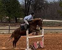 jumping-haflinger-pony