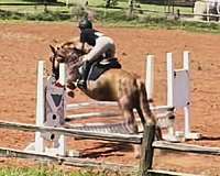 show-haflinger-pony