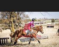 chestnut-haflinger-mare