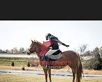 chestnut-athletic-pony