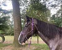 blue-roan-white-horse