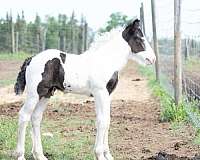 black-white-gypsy-vanner-colt-mare