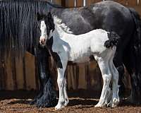 black-white-colt-mare