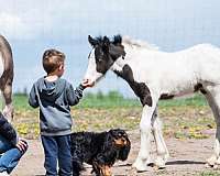 black-white-gvhs-colt-mare