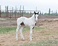 all-around-gypsy-vanner-horse