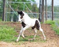 15-hand-gypsy-vanner-colt