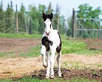 15-hand-gypsy-vanner-horse