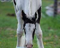 gvhs-gypsy-vanner-colt