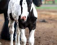 gvhs-gypsy-vanner-horse