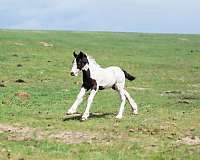 gypsy-vanner-colt