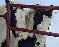 black-white-gypsy-vanner-colt-mare