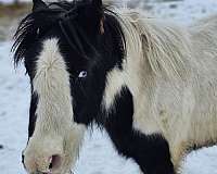 black-white-colt-mare