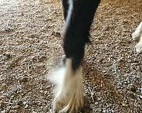 all-around-gypsy-vanner-horse