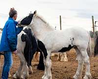 15-hand-gypsy-vanner-colt