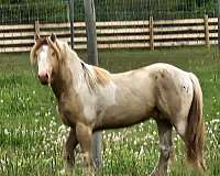 gvhs-gypsy-vanner-colt