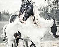 gvhs-gypsy-vanner-horse