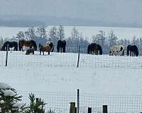 gypsy-vanner-colt