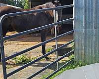 tennessee-walking-horse-for-sale