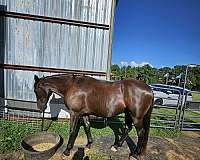 tennessee-walking-gelding