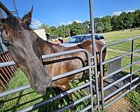 all-around-field-trial-tennessee-walking-horse