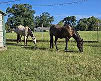 pickup-tennessee-walking-horse