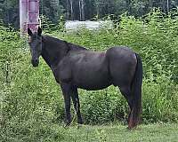 black-all-around-field-trial-horse