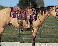 athletic-quarter-horse