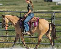 beginner-quarter-horse