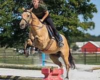 jumping-quarter-horse