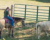 ridden-western-quarter-horse