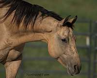 trail-class-competition-quarter-horse